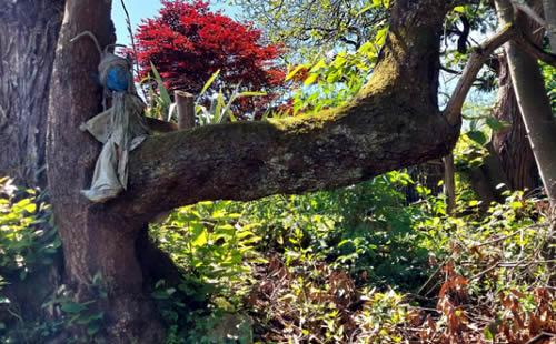 Una senda verde y mágica por la orilla de un río: la Peridiella